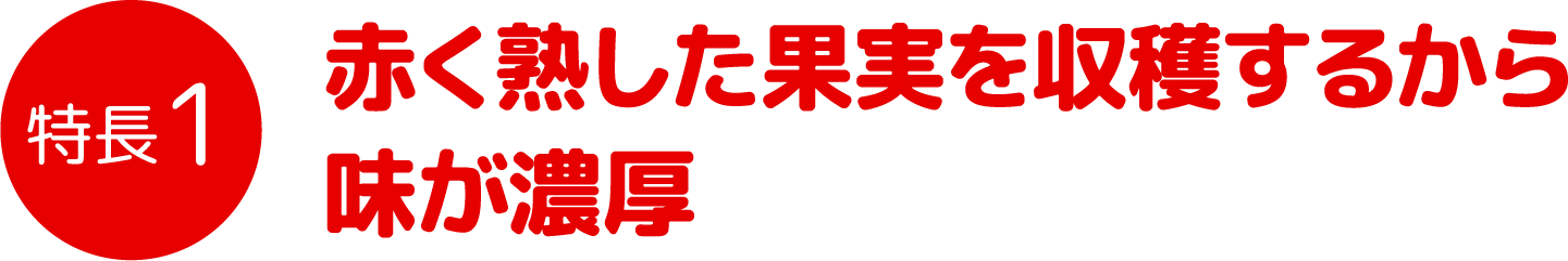 特徴1 赤く熟した果実を収穫するから味が濃厚